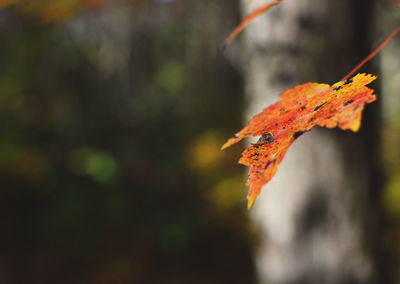 Close-up of maple leaf on branch during autumn