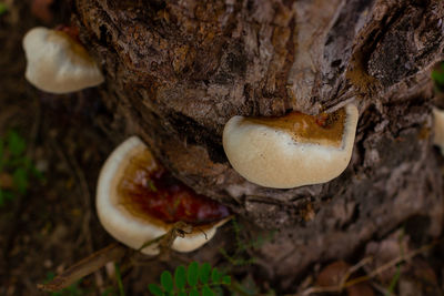 Close-up of mushroom growing on tree trunk