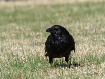 Black bird on a field