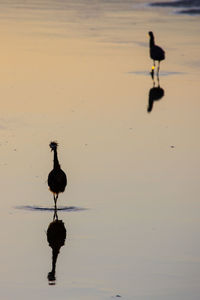 Silhouette bird on a lake