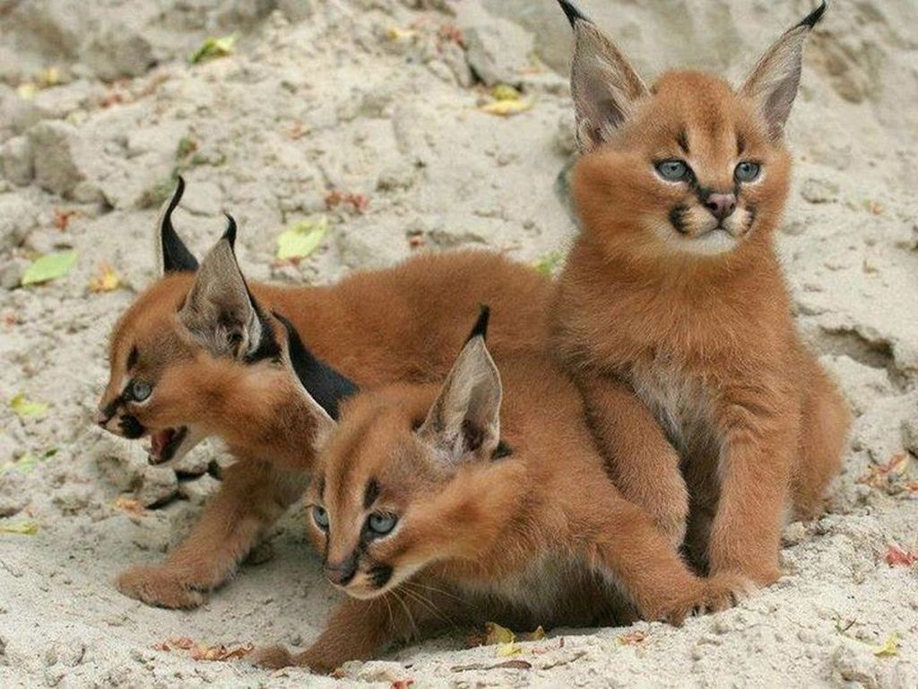 animal themes, mammal, animals in the wild, two animals, wildlife, animal family, togetherness, young animal, three animals, one animal, domestic animals, sitting, outdoors, day, full length, nature, rock - object, field, looking at camera, high angle view