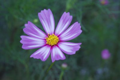 Close-up of purple cosmos flower