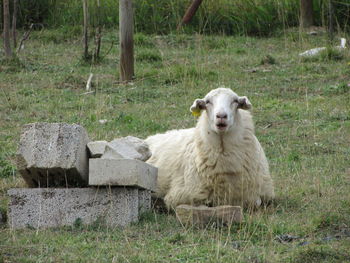 Portrait of sheep on field