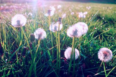 Close-up of dandelion growing in field