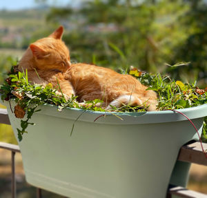 cat