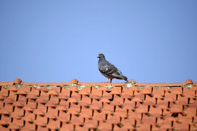 Low angle view of pigeon perching on roof against clear blue sky