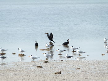 Bird in water