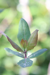 Close-up of green leaves on plant