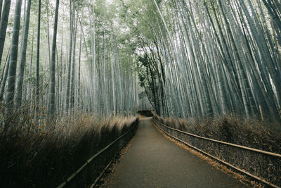 Road amidst trees in forest