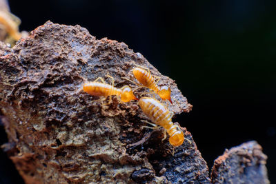 Close-up of crab on rock