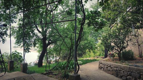 Footpath amidst trees