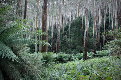 Trees growing in forest