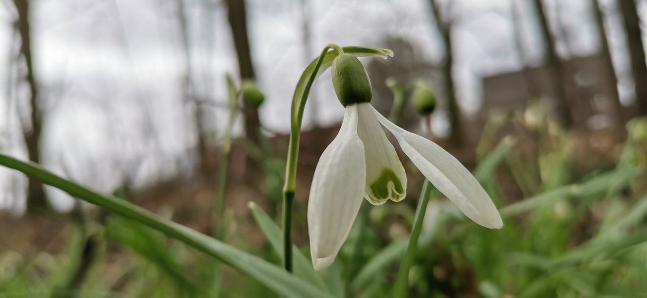 CLOSE-UP OF WHITE FLOWERS ON PLANT