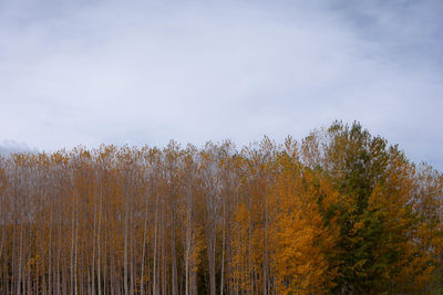Trees in forest against sky during autumn