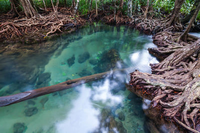 High angle view of waterfall in forest