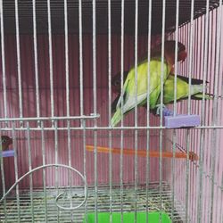 Close-up of parrot in cage