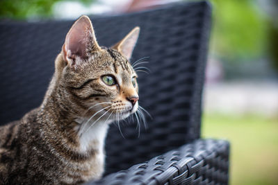 Close-up portrait of a cat looking away