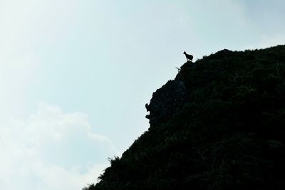 Low angle view of birds in flight