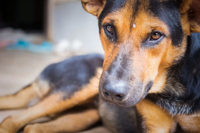 Close-up portrait of a dog looking away