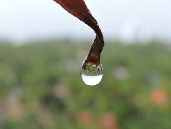Close-up of water drop on tree