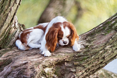 View of a dog lying on tree trunk