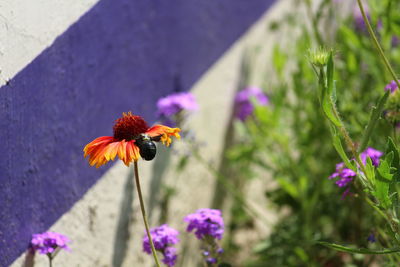 Close-up of insect on purple flowering plant