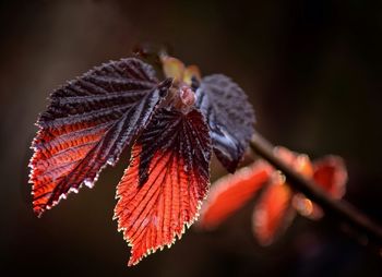 Close-up of red leaves