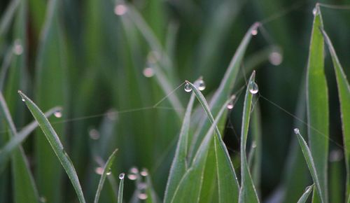 Close-up of plant