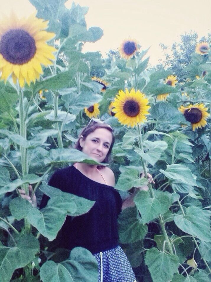 SUNFLOWERS BLOOMING IN FIELD