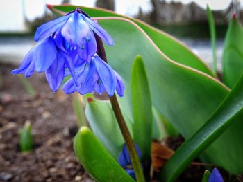 Close-up of purple flowers blooming