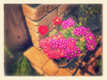 Close-up of pink flowers