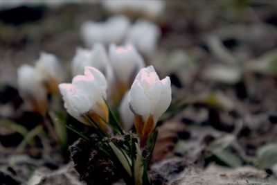 Close-up of white crocus flower on field