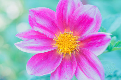 Close-up of pink flower