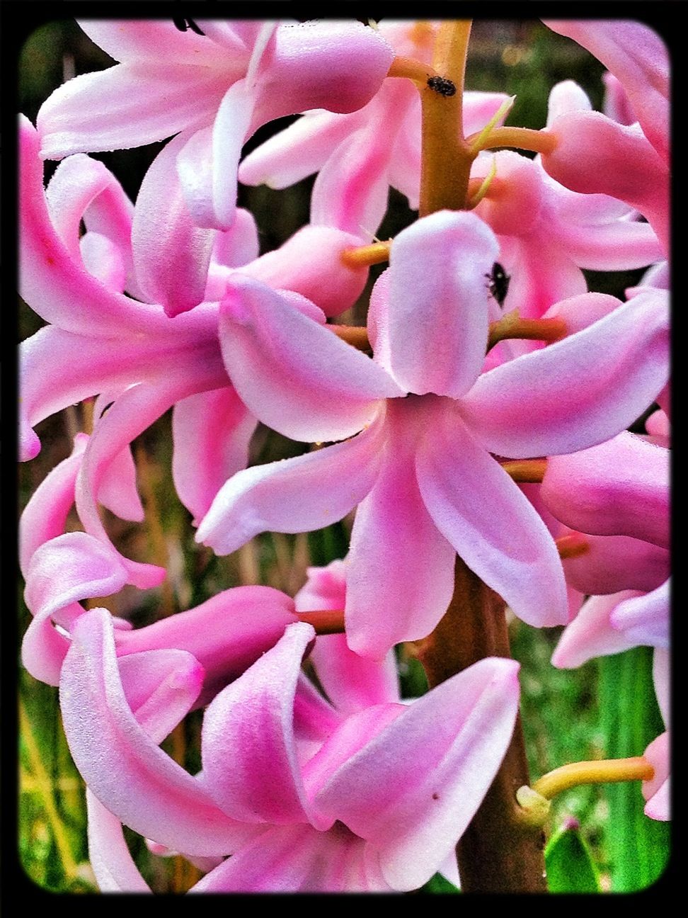 Jacinto #valledellozoya #spring #primavera #flower #pinkpower #flores #nature