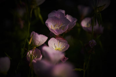 Close-up of purple flowering plants on field