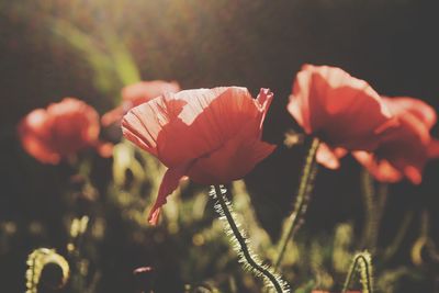 Close-up of red flowering plant