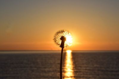 Silhouette dandelion against sea during sunset