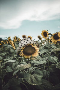 Close-up of sunflower with polka dot hat in a sunflowers field