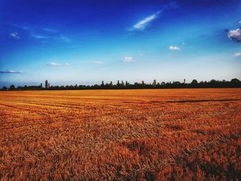 Scenic view of agricultural field against blue sky