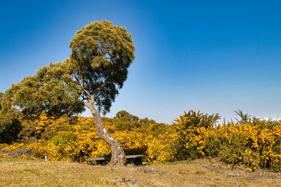 Trees on field against clear blue sky