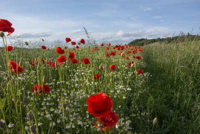 Red poppy flowers on field against sky