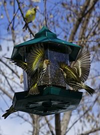Low angle view of starlings fighting on bird feeder