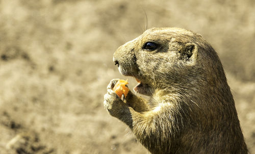Close-up of lizard eating food