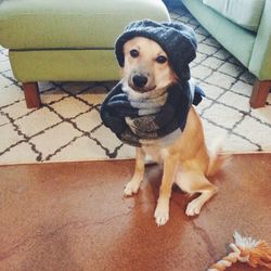 High angle portrait of dog sitting at home