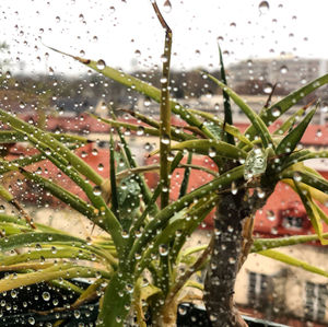 Close-up of wet plant during rainy season