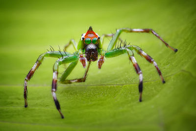 Close-up of spider