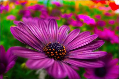 Close-up of pink flower in park