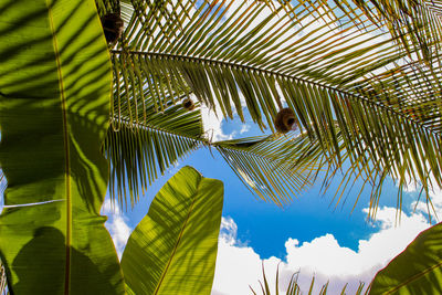 Low angle view of palm trees against sky