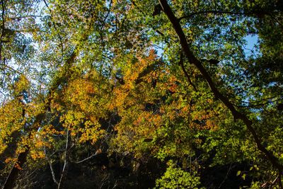 Low angle view of trees in forest