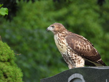 Juvenile red tail hawk 